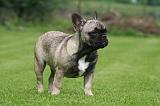 BOULEDOGUE FRANCAIS 1277